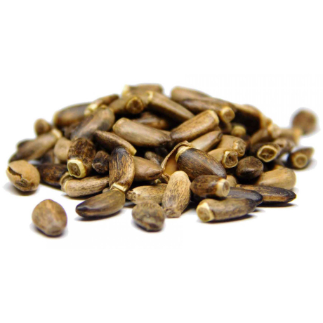 OSTROPEST PLAMISTY ZIARNO 500g